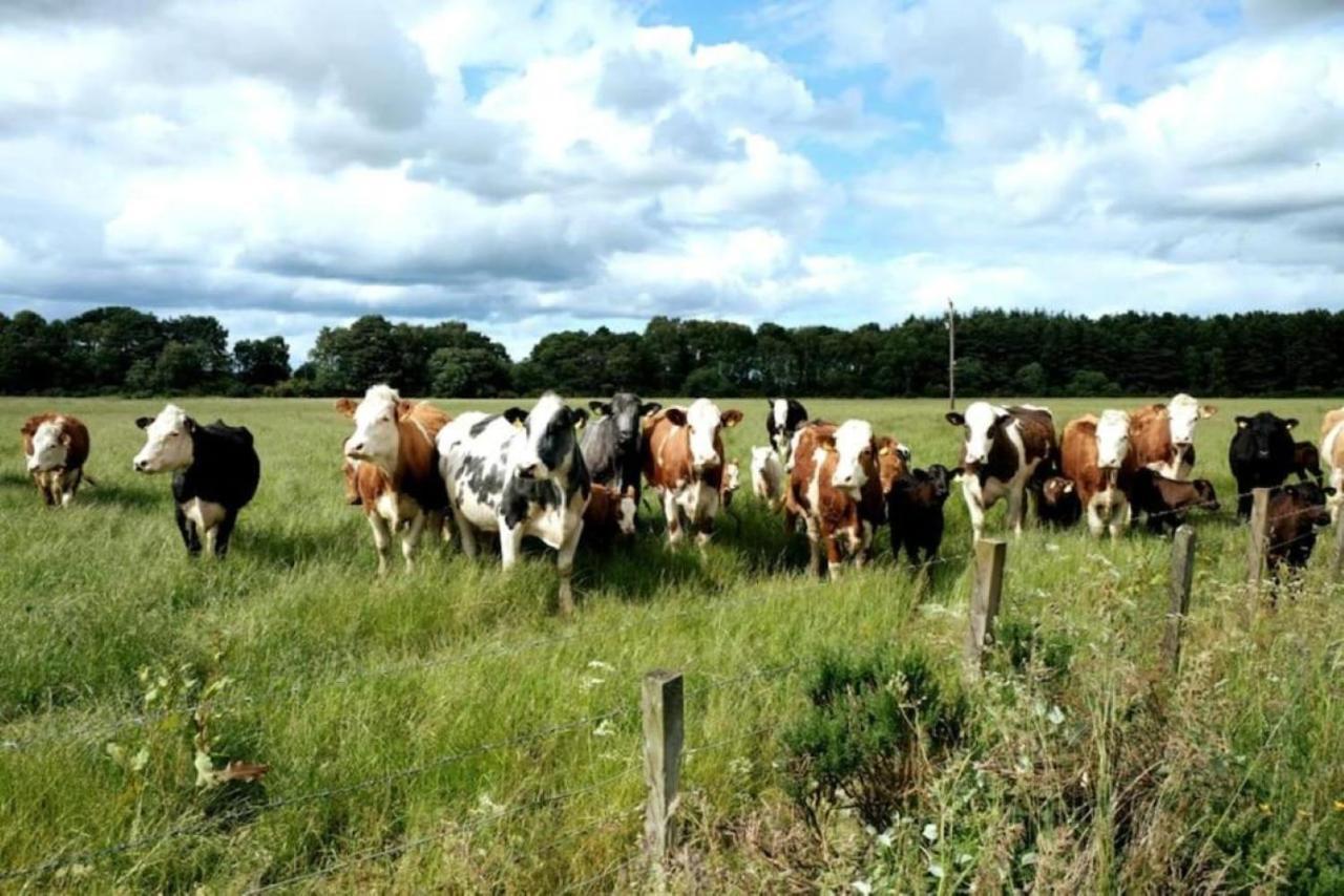 Lower Bruntlands Fochabers Eksteriør billede